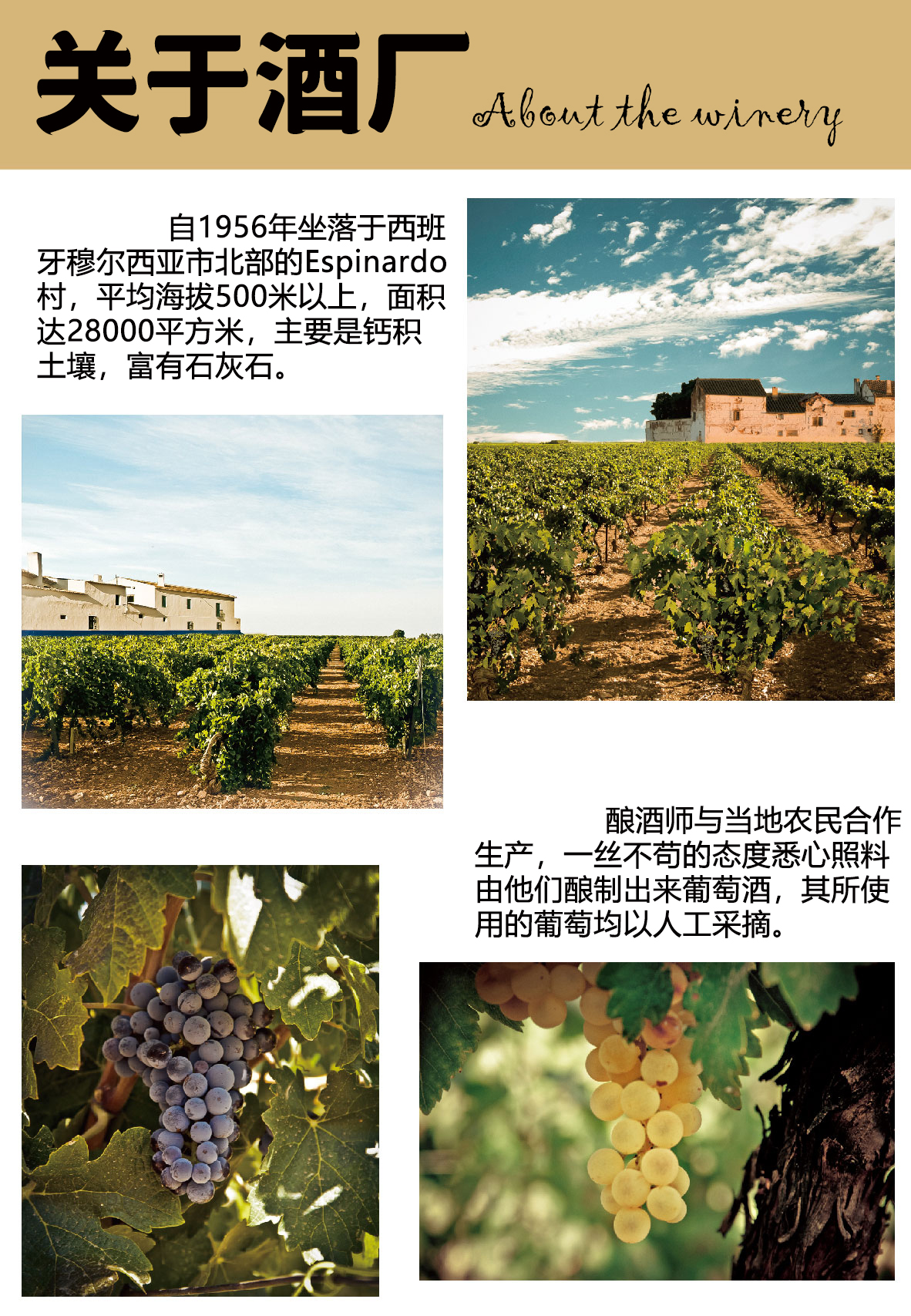 Red-Grape_5.jpg